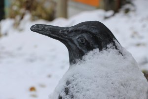 Pingu_8673